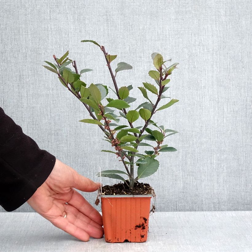 Ilex meserveae Heckenblau - Agrifoglio Vasetto da 8/9 cm esemplare consegnato in primavera