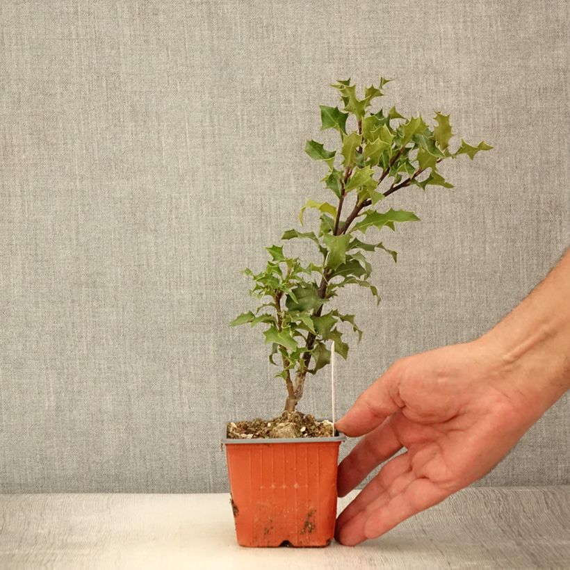 Esemplare di Ilex aquifolium JC Van Tol - Agrifoglio Vasetto da 8/9 cm consegnato in estate