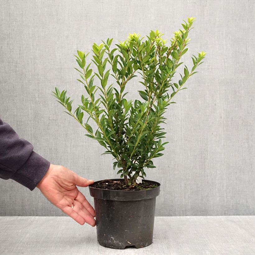 Esemplare di Ilex crenata Blondie - Agrifoglio giapponese Vaso da 2L/3L come consegnato in autunno