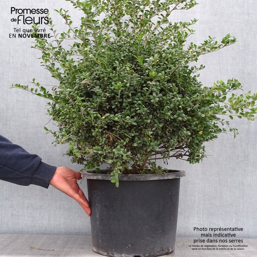 Esemplare di Ilex crenata Convexa (palla) - Agrifoglio giapponese Vaso da 7,5L/10L, Palla come consegnato in autunno