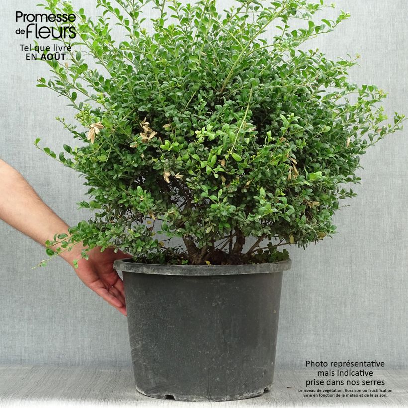 Esemplare di Ilex crenata Convexa (palla) - Agrifoglio giapponese Vaso da 7,5L/10L, Palla consegnato in estate