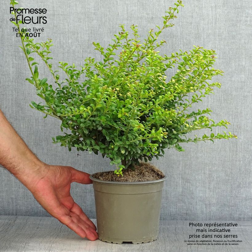 Esemplare di Ilex crenata Convexed Gold - Agrifoglio giapponese Vaso da Ø 12 cm / 13 cm consegnato in estate