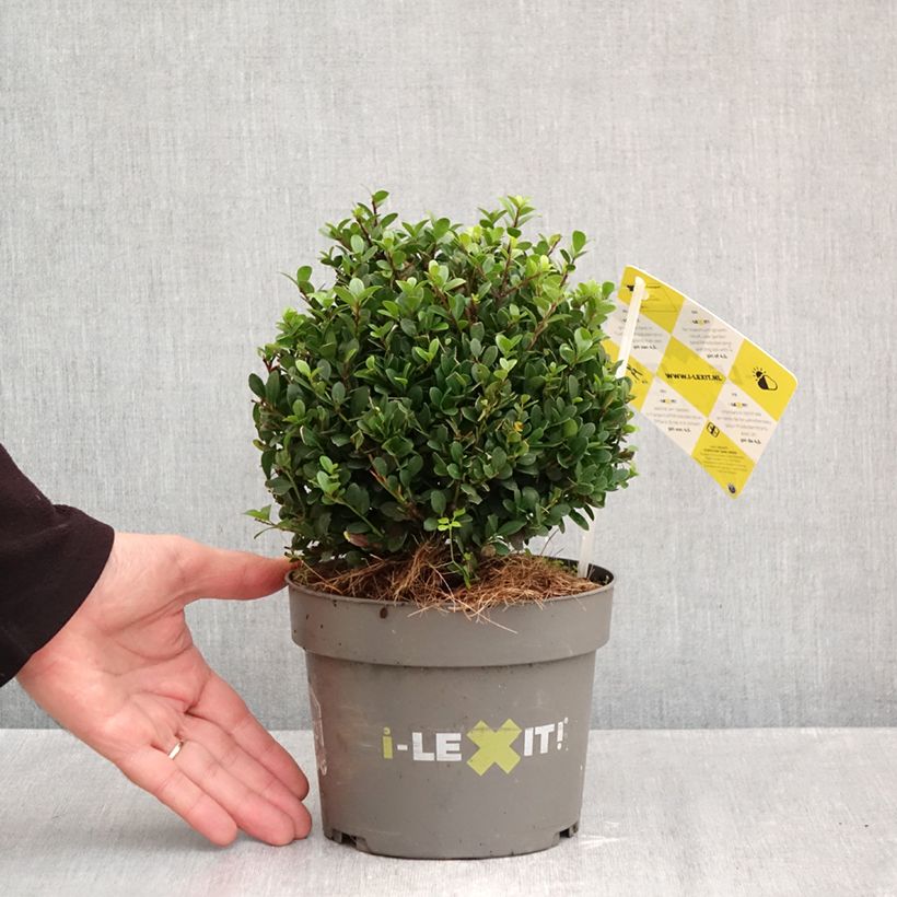 Esemplare di Ilex crenata Dark Green - Agrifoglio giapponese Vaso da 2L/3L, Palla come consegnato in autunno