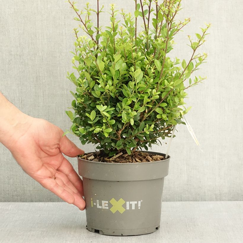 Ilex crenata Dark Green - Agrifoglio giapponese Vaso da 2L/3L, Palla esemplare consegnato in primavera