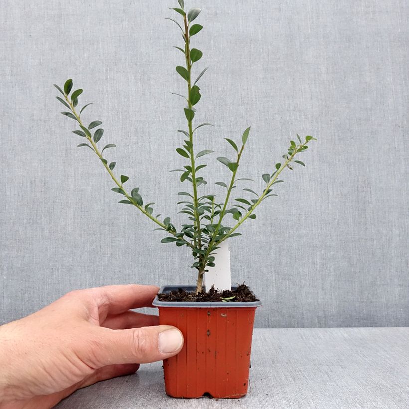 Example of Ilex crenata Glory Gem - Agrifoglio giapponese Vasetto da 8/9 cm as you get in printemps
