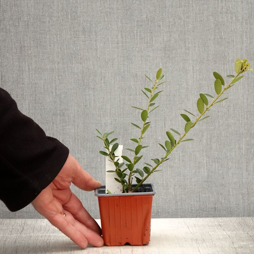 Example of Ilex crenata Green Hedge - Agrifoglio giapponese Vasetto da 8/9 cm as you get in printemps