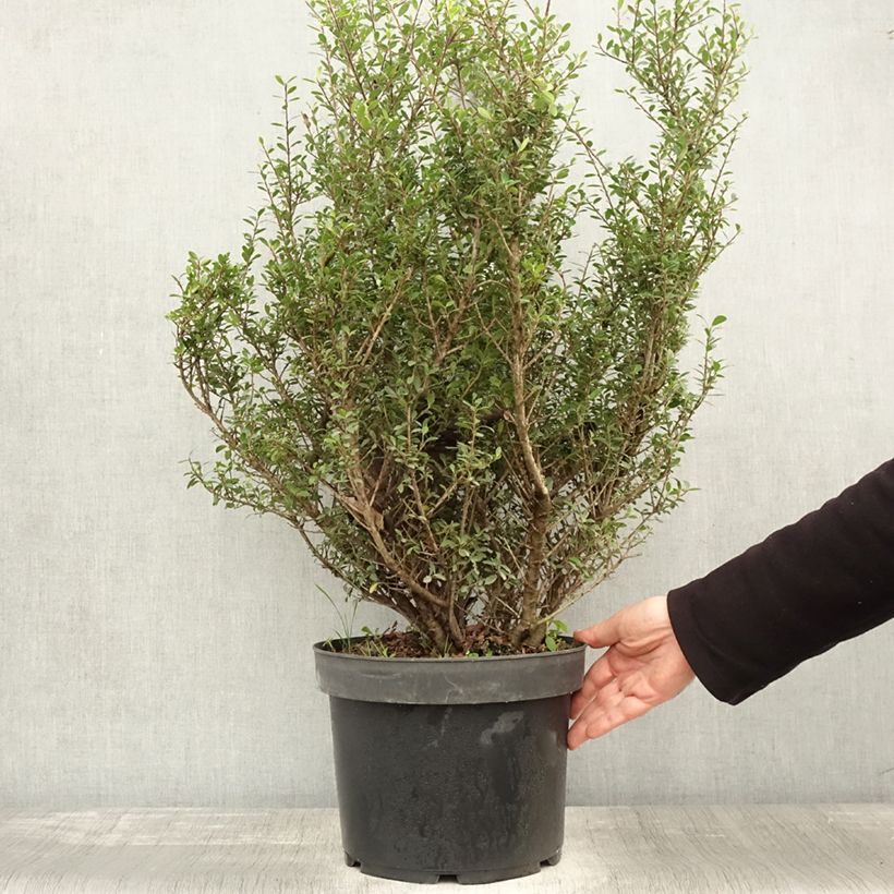 Esemplare di Houx crénelé - Ilex crenata Green Hedge Pot de 7,5L/10L come consegnato in autunno