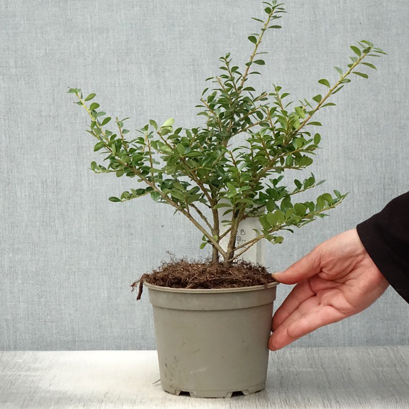 Ilex crenata Green Lustre - Agrifoglio giapponese Vaso da 2L/3L esemplare consegnato in primavera