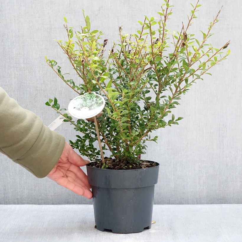 Example of Ilex crenata Luxus Hedge - Agrifoglio giapponese Vaso da 2L/3L as you get in hiver