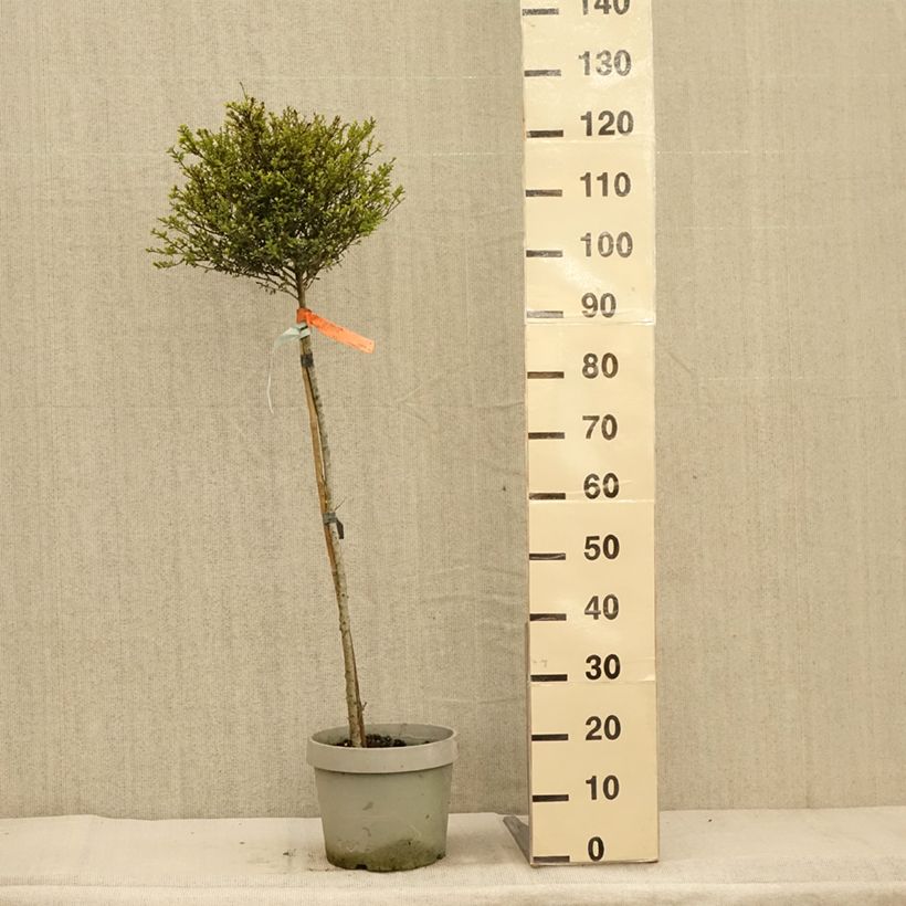 Esemplare di Ilex crenata Kinme - Agrifoglio giapponese Vaso da 7,5L/10L, Vaso impalcato basso come consegnato in autunno