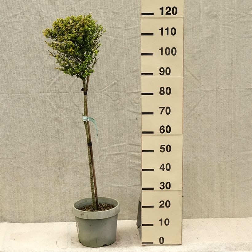 Esemplare di Ilex crenata Kinme - Agrifoglio giapponese Vaso da 7,5L/10L, Vaso impalcato basso consegnato in estate