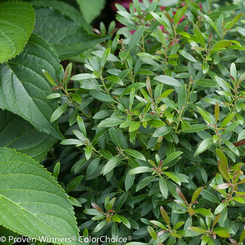 Ilex glabra Gem Box - Agrifoglio (Foliage)