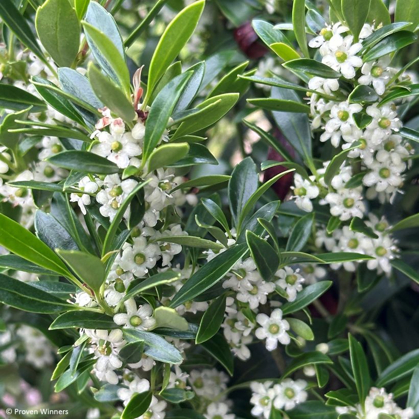 Ilex glabra Gem Box - Agrifoglio (Flowering)
