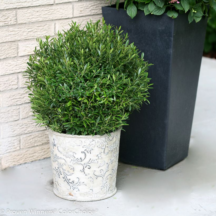 Ilex glabra Gem Box - Agrifoglio (Plant habit)