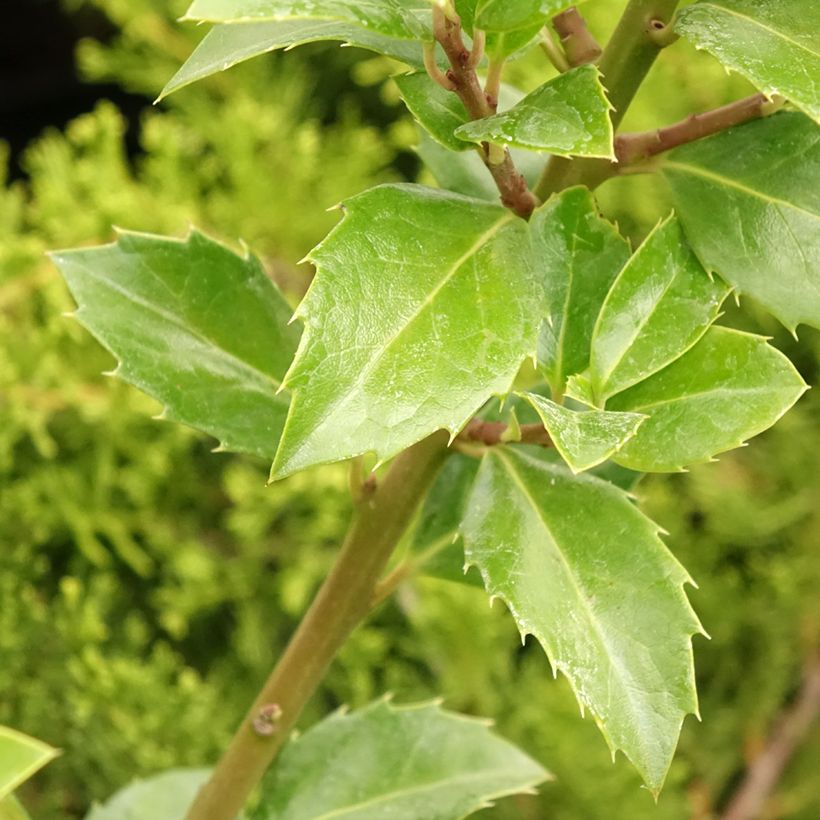 Ilex meserveae Heckenfee - Agrifoglio (Fogliame)