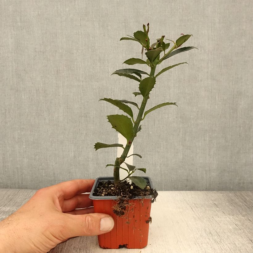 Example of Ilex meserveae Heckenpracht - Agrifoglio Vasetto da 8/9 cm as you get in printemps