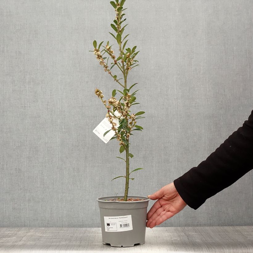 Example of Ilex meserveae Heckenpracht - Agrifoglio Vaso da 2L/3L as you get in printemps