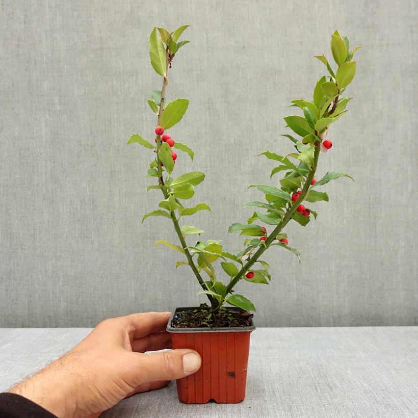 Esemplare di Ilex meserveae Mesid - Agrifoglio Vasetto da 8/9 cm consegnato in estate
