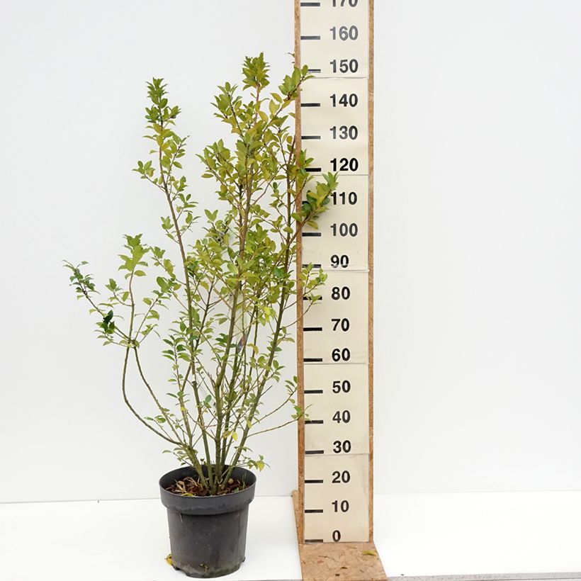 Esemplare di Ilex meserveae Mesid - Agrifoglio Vaso da 12L/15L come consegnato in autunno
