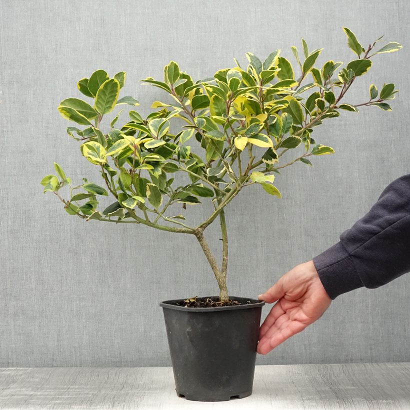 Esemplare di Ilex Golden King - Agrifoglio Vaso da 2L/3L consegnato in estate