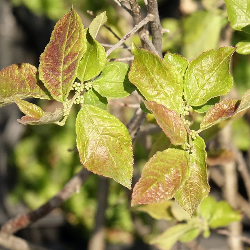 Ilex verticillata Oosterwijk (femmina) (Foliage)