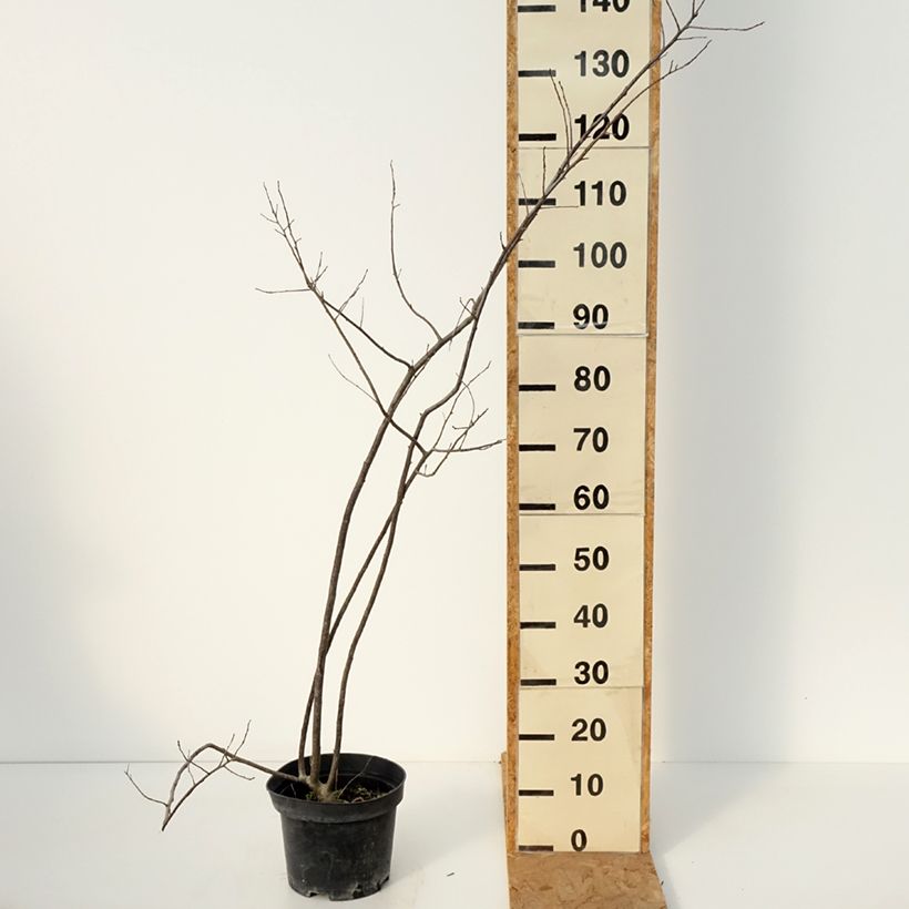 Esemplare di Ilex verticillata Oosterwijk (femmina) Vaso da 4L/5L come consegnato in autunno