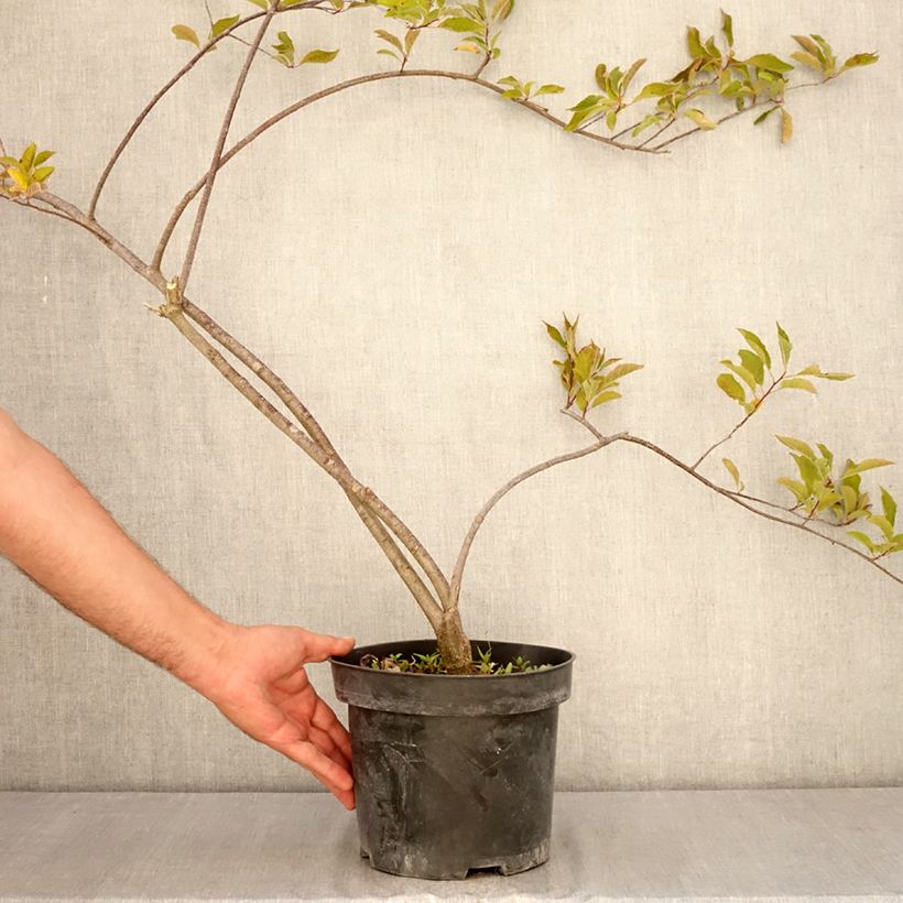 Example of Ilex verticillata Oosterwijk (femmina) Vaso da 4L/5L as you get in ete