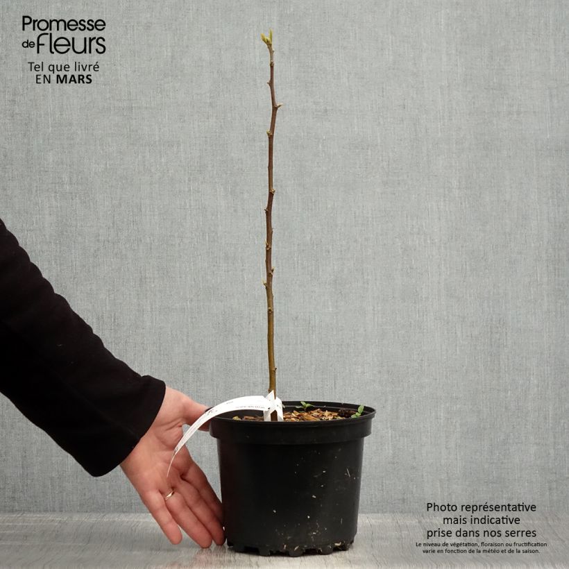 Example of Hovenia dulcis - Albero dell'uva passa Vaso da 2L/3L as you get in printemps