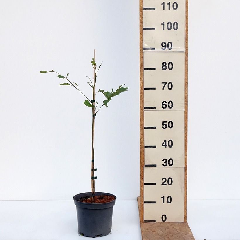 Example of Hovenia dulcis - Albero dell'uva passa Vaso da 4L/5L as you get in automne