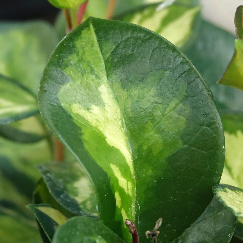 Hoya australis Tricolor - Fiore di cera (Fogliame)
