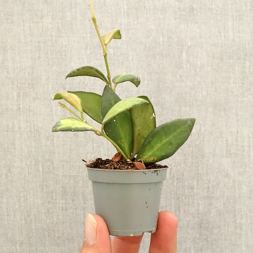 Esemplare di Hoya burtoniae Variegata - Fiore di cera mini-pianta come consegnato in autunno