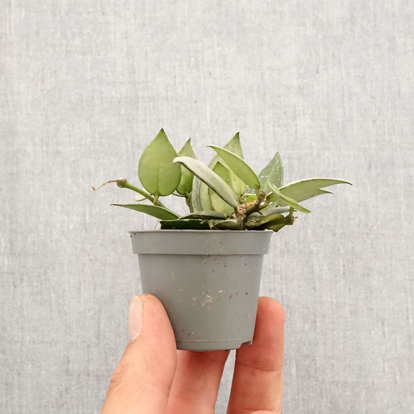 Hoya Eskimo - Fiore di cera mini-pianta esemplare consegnato in primavera