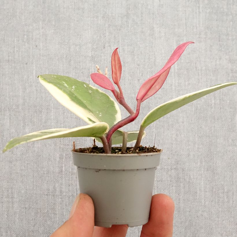 Example of Hoya Flamingo Dream - Fiore di cera mini-pianta as you get in printemps