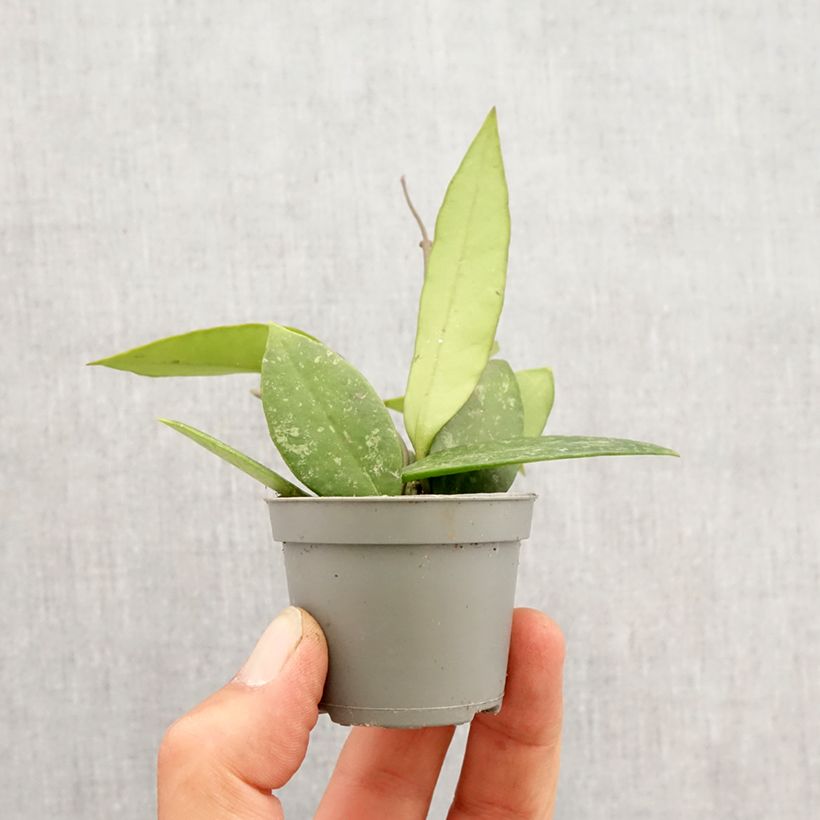 Hoya gracilis - Fiore di cera mini-pianta esemplare consegnato in primavera