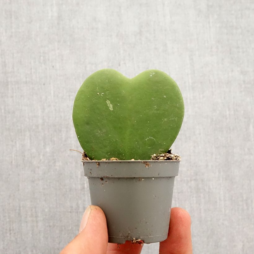 Hoya kerrii mini-pianta esemplare consegnato in primavera