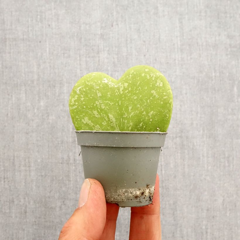 Hoya kerrii Splash mini-pianta esemplare consegnato in primavera