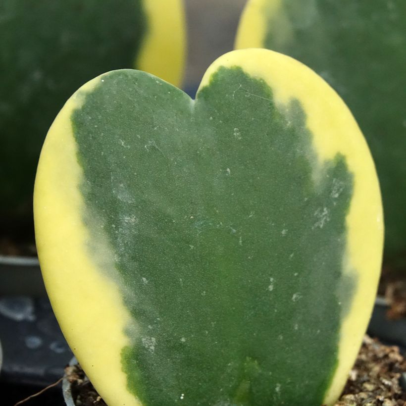 Hoya kerrii Variegata (Fogliame)