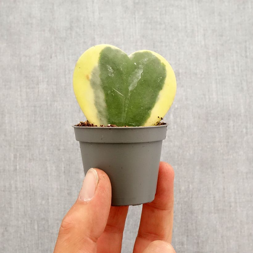 Hoya kerrii Variegata mini-pianta esemplare consegnato in primavera