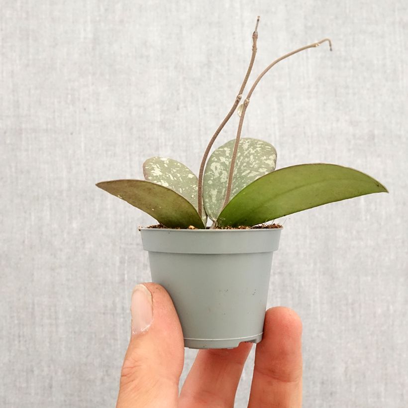 Hoya sigillatis - Fiore di cera mini-pianta esemplare consegnato in primavera