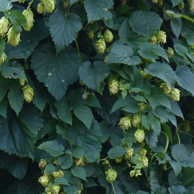 Luppolo - Humulus lupulus (Foliage)