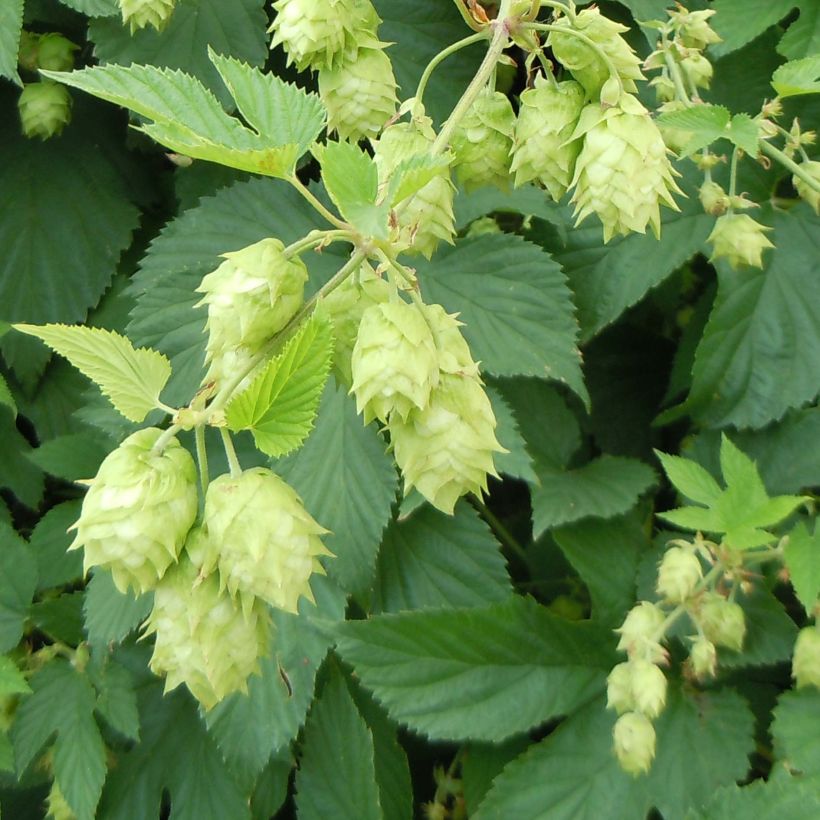 Luppolo - Humulus lupulus (Flowering)