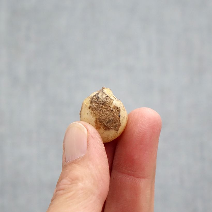 Esemplare di Hyacinthoides non-scripta Rosea - Giacinto non-scritto Bulbo taglia 7+ come consegnato in autunno