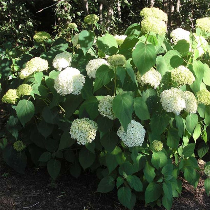 Hydrangea arborescens Annabelle - Ortensia (Plant habit)