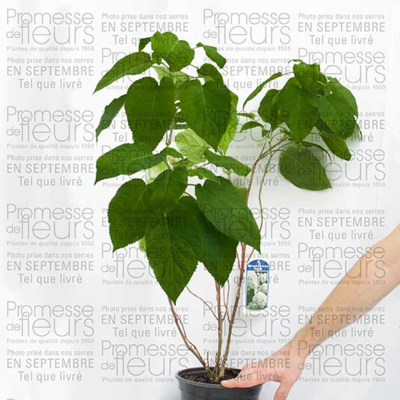 Esempio di esemplare Hydrangea arborescens Bella Anna - Ortensia Vaso da 4L/5L, A cespuglio come consegnato