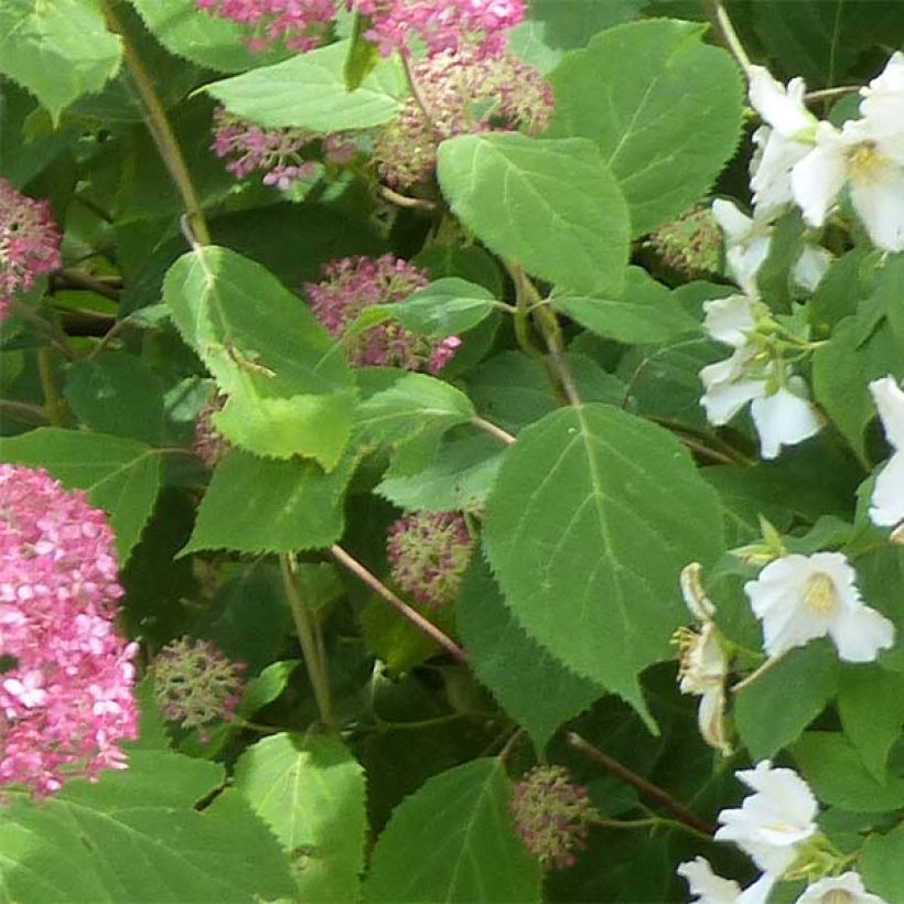 Hydrangea arborescens Pink Annabelle - Ortensia (Foliage)