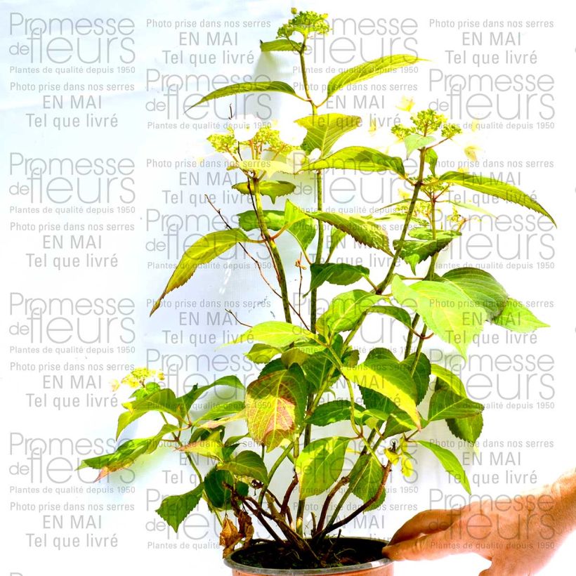 Esempio di esemplare Hydrangea macrophylla Dolce Kiss - Ortensia Vaso da 2L/3L, A cespuglio come consegnato