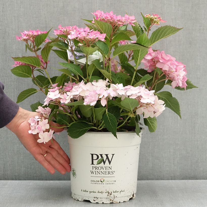 Esemplare di Hydrangea serrata Frozen Smoothie - Ortensia Vaso da 4L/5L consegnato in estate