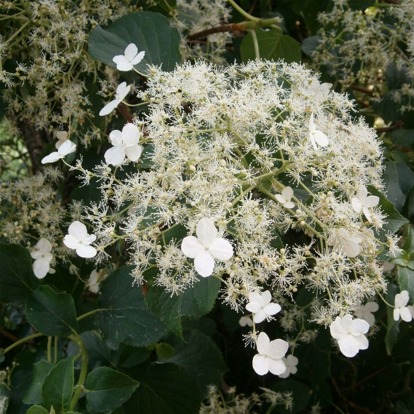 Hydrangea anomala subsp. petiolaris - Ortensia rampicante (Flowering)