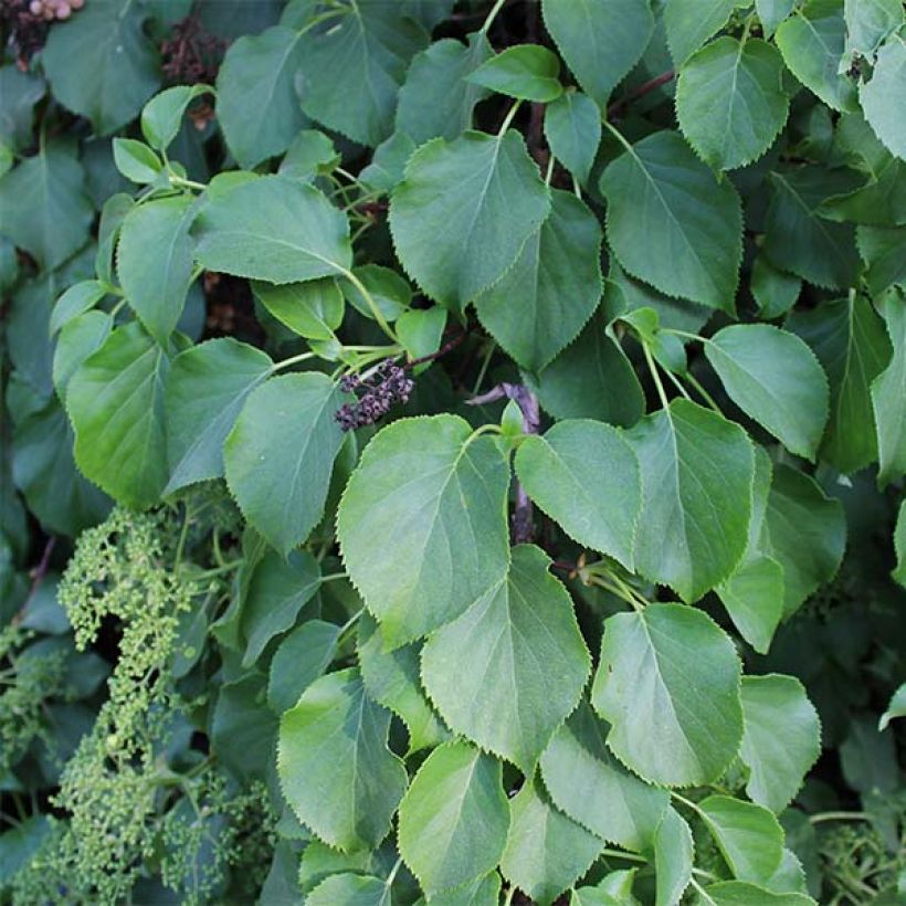 Hydrangea anomala subsp. petiolaris - Ortensia rampicante (Foliage)