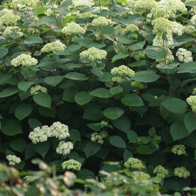 Hydrangea arborescens Lime Rickey - Ortensia (Foliage)